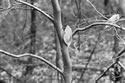 Beech Tree