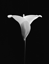 Calla Lily 1