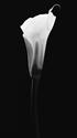 Calla Lily 2