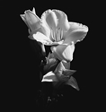 Day Lily 1