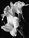 Day Lily 2