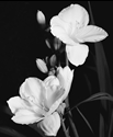 Day Lily 3