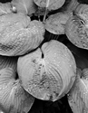Hosta