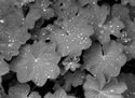 Lady's Mantle
