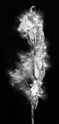 Milkweed