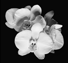 Orchid