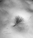 Pine needle and snow