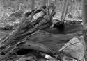 Stump & Rock