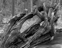 Stump