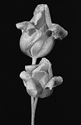 Tulips 1