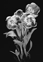 Tulips 2